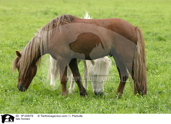 Zwei Pferde / two horses / IP-00676