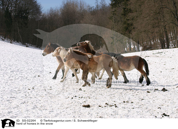 Herde von Pferde im Schnee / herd of horses in the snow / SS-02264