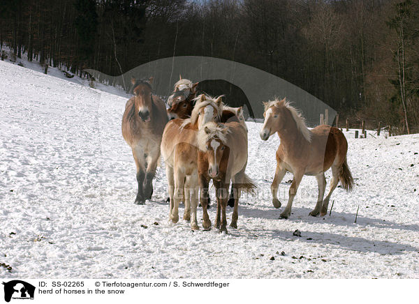 Herde von Pferde im Schnee / herd of horses in the snow / SS-02265