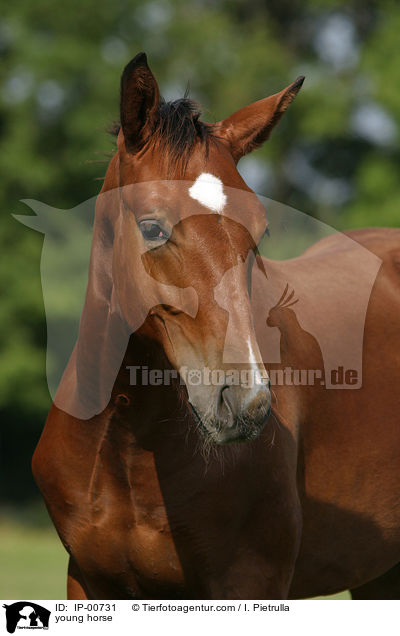 junges Pferd / young horse / IP-00731