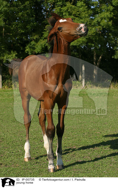 junges Pferd / young horse / IP-00735