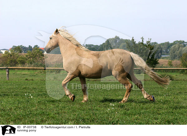 trabendes Pony / running pony / IP-00738