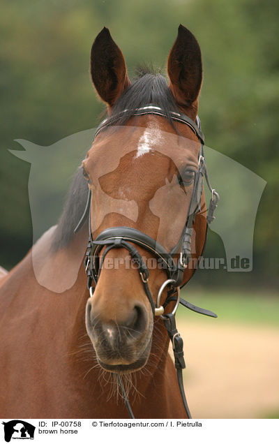Portrait eines Braunen / brown horse / IP-00758