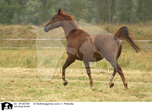 rennendes Pferd / running horse / IP-00794