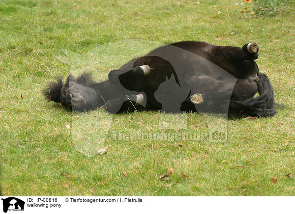 wlzendes Pony / wallowing pony / IP-00816