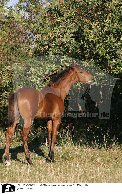 junges Pferd / young horse / IP-00821
