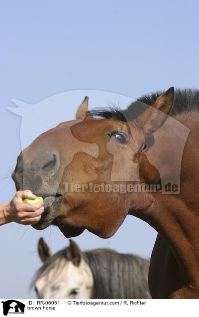 Brauner im Portrait / brown horse / RR-06051
