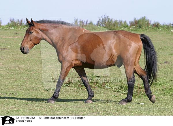 braunes Pferd / brown horse / RR-06052