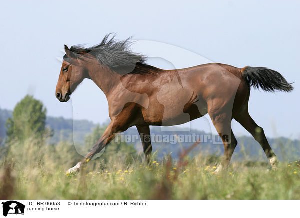 galoppierendes Pferd / running horse / RR-06053