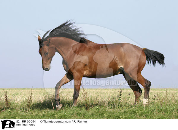 running horse / RR-06054