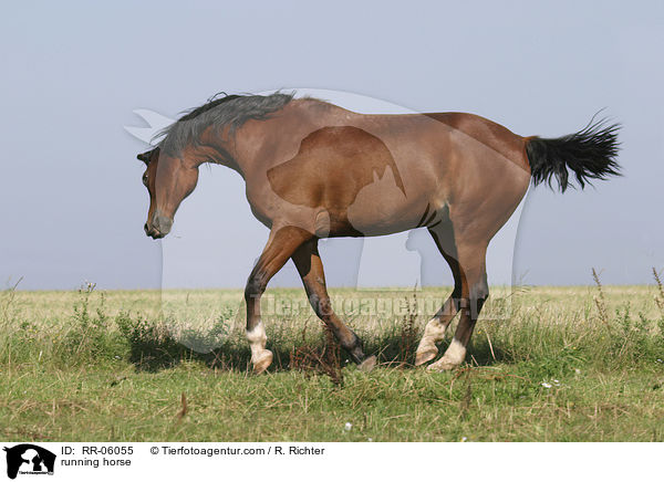 galoppierendes Pferd / running horse / RR-06055