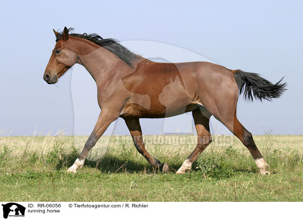 galoppierendes Pferd / running horse / RR-06056