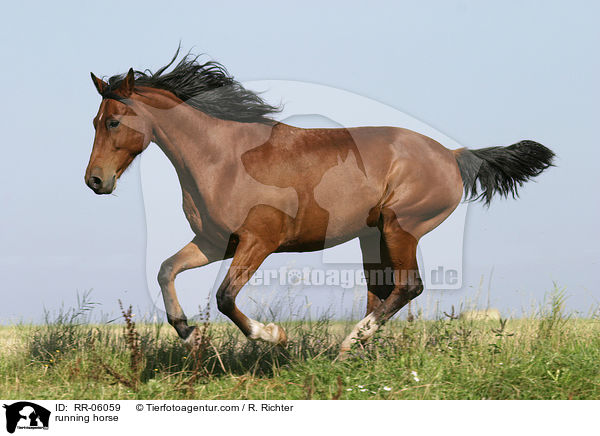 galoppierendes Pferd / running horse / RR-06059