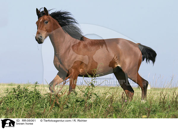 braunes Pferd / brown horse / RR-06061