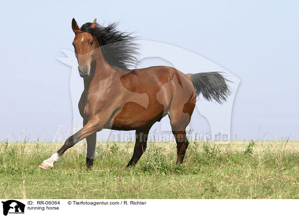 running horse / RR-06064