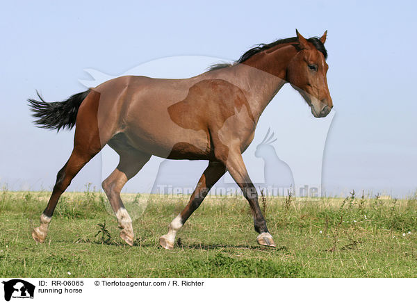 running horse / RR-06065