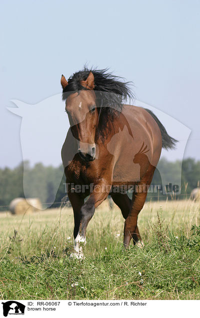 braunes Pferd / brown horse / RR-06067