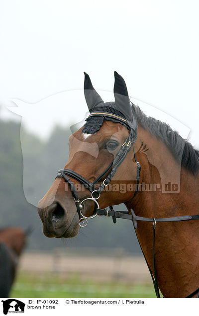 Brauner im Portrait / brown horse / IP-01092