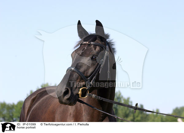 Brauner im Portrait / horse portrait / IP-01099