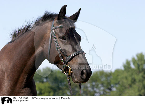 Brauner im Portrait / horse portrait / IP-01101