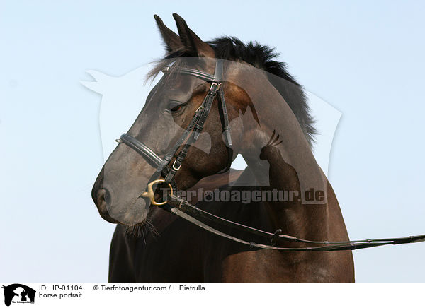 Brauner im Portrait / horse portrait / IP-01104
