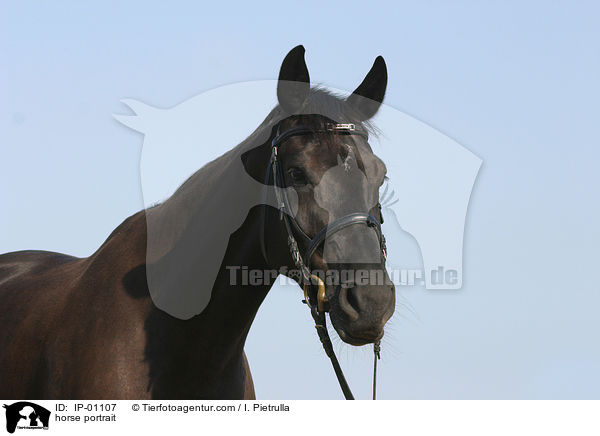 Brauner im Portrait / horse portrait / IP-01107