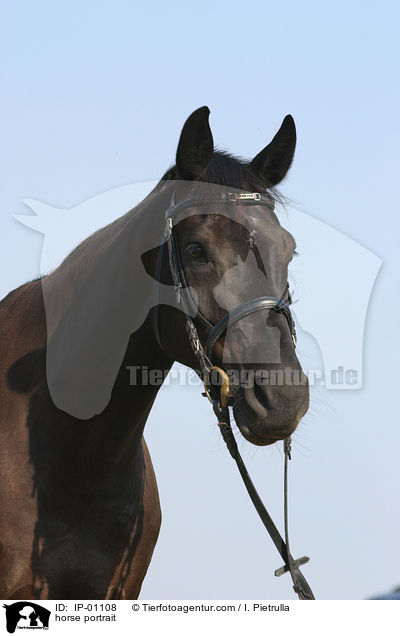 Brauner im Portrait / horse portrait / IP-01108