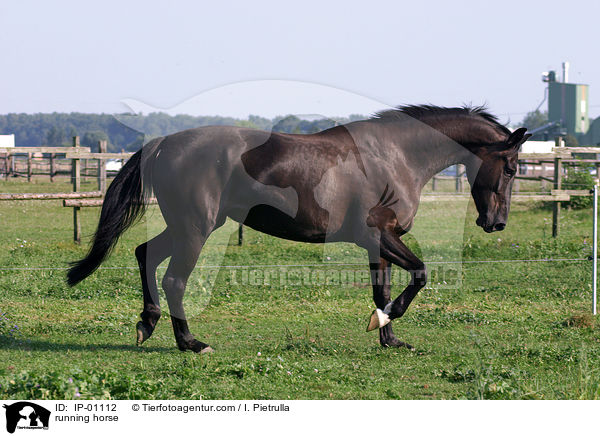trabendes Pferd / running horse / IP-01112