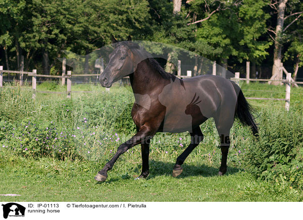 trabendes Pferd / running horse / IP-01113
