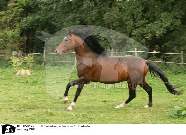 running PRE / IP-01295