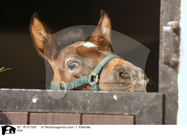 Fohlen schaut neugierig aus der Box / foal / IP-01305