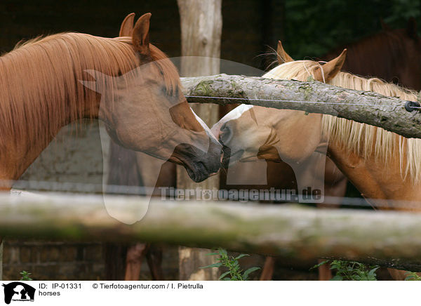 Pferde beschnuppern sich / horses / IP-01331