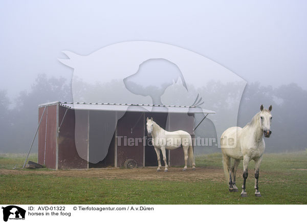 Pferde im Nebel / horses in the foog / AVD-01322