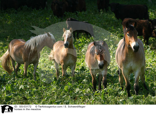Pferde auf der Weide / horses in the meadow / SS-03172