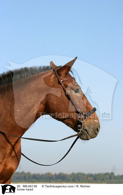 Pferdeportrait / horse head / RR-08136