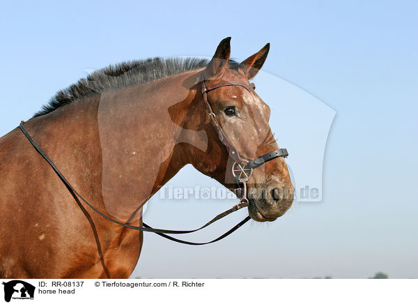 Pferdeportrait / horse head / RR-08137
