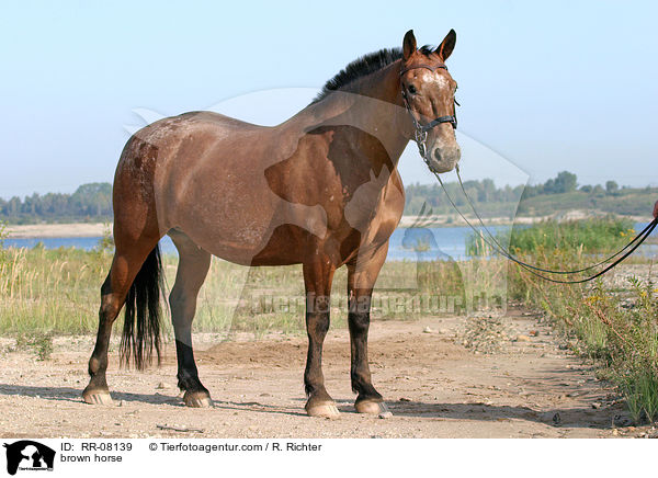 braunes Pferd / brown horse / RR-08139