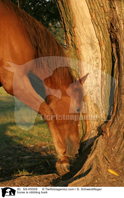 Rinde knabberndes Pferd / horse is nibbling bark / SS-05009