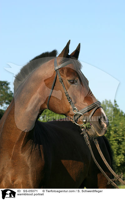 Warmblut Portrait / warmblood portrait / SS-05071