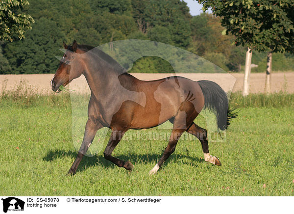 trotting horse / SS-05078