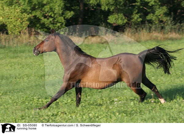 rennendes Pferd / running horse / SS-05080