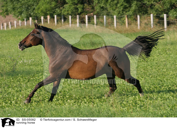 rennendes Pferd / running horse / SS-05082