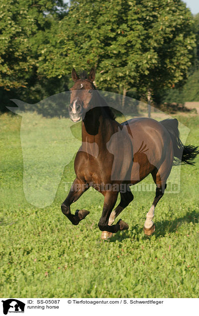 rennendes Pferd / running horse / SS-05087