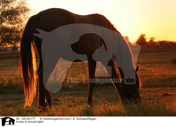 Pferd im Abendlicht / horse in sunset light / SS-05177