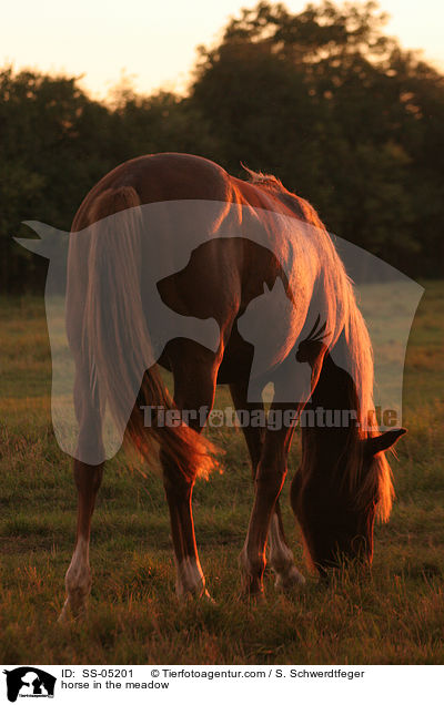 Pferd auf der Weide / horse in the meadow / SS-05201