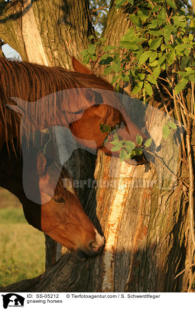 Rinde knabbernde Pferde / gnawing horses / SS-05212