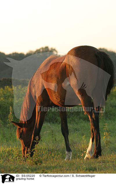 grasendes Pferd / grazing horse / SS-05220