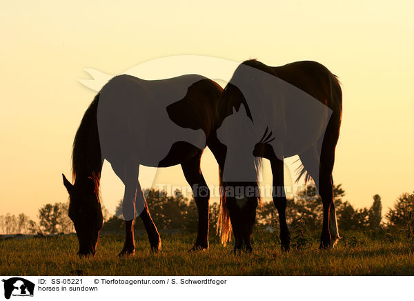 Pferde im Sonnenuntergang / horses in sundown / SS-05221