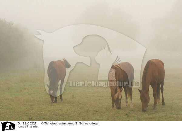 Pferde im Nebel / horses in a mist / SS-05227