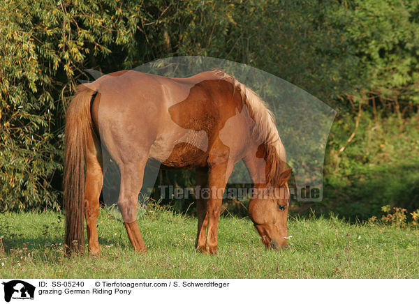grasendes Deutsches Reitpony / grazing horse / SS-05240